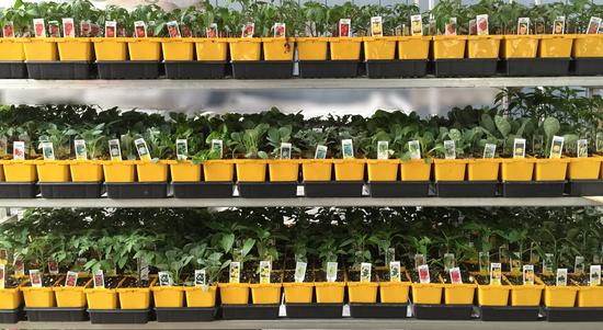 Herb & Vegetable 3.5 inch pot