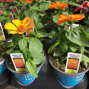 Annual 4 inch round pots
