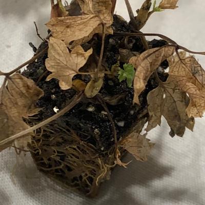 Dormant 275 Plug showing new, green growth emerging