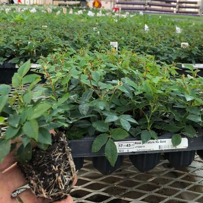 50 Plug Miniature Roses