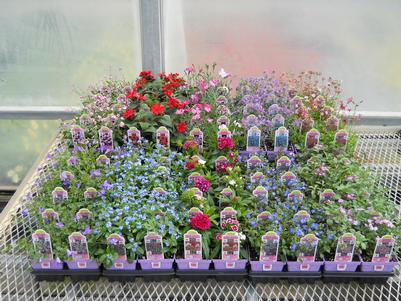 4 inch blooming perennials