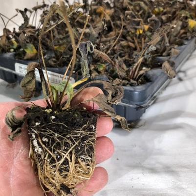 Dormant 50 Plug Echinacea ( Shipped January-May)