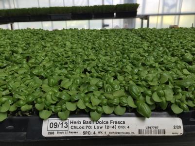 275 Plug Tray Herb Basil Dolce Fresca ready to ship