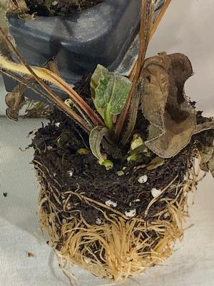 New growth emerging from dormant plants