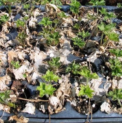 50 Plug Delphinium Breaking Dormancy