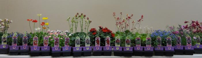 Perennial 4 inch pot, many flowering in the pot due to their prior cold treatment