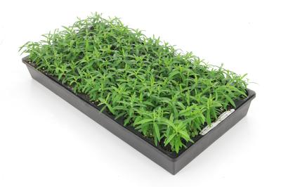 50 Plug actively growing (above)