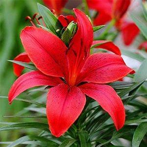  Lily, Dwarf Hardy Matrix from Swift Greenhouses