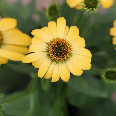 (Coneflower) Echinacea purpurea PollyNation™ Yellow from Swift Greenhouses