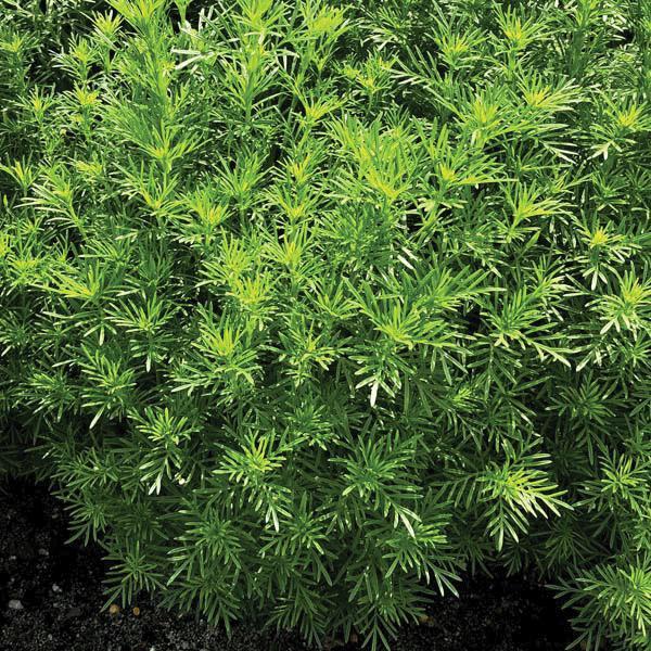 Tagetes filifolia Herb Annual - Marigold Dropshot from Swift Greenhouses