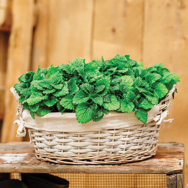 Balm Herb Perennial - Melissa officinalis Limoncello from Swift Greenhouses