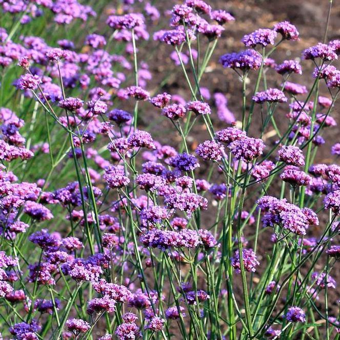 (Vervain) Verbena bonariensis Vanity from Swift Greenhouses
