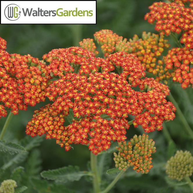 (Yarrow) PP # 31,412 Achillea hybrida Sassy Summer Sunset from Swift Greenhouses