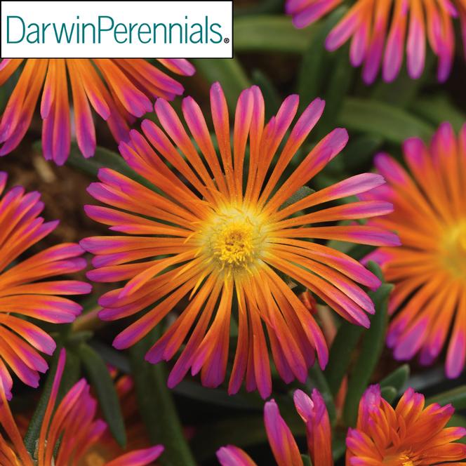 (Ice Plant) PP # 34,674 Delosperma Ocean Sunset Orange Glow from Swift Greenhouses