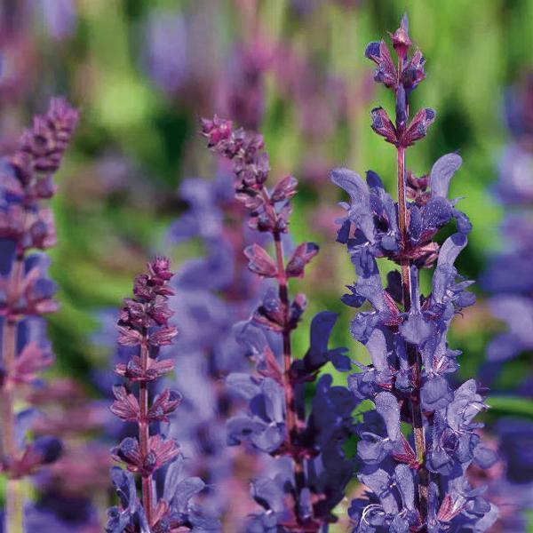 (Meadow Sage) PP # 34,731 Salvia nemorosa Dark Matter from Swift Greenhouses