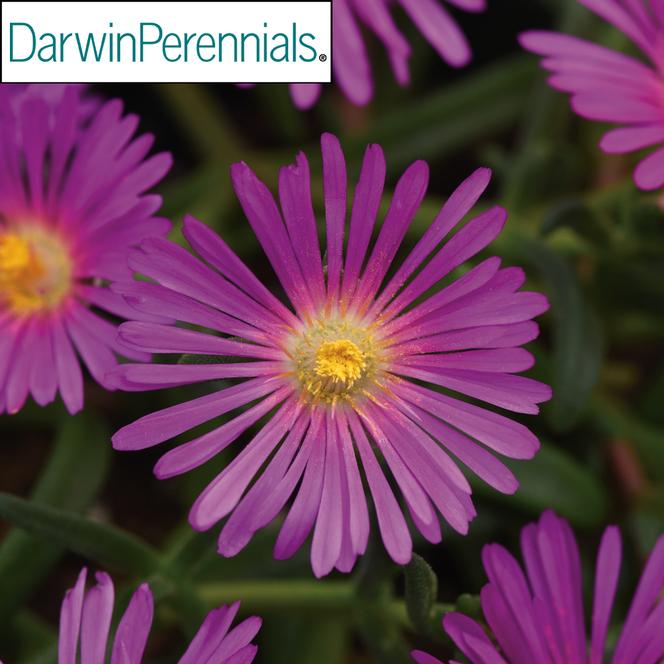 (Ice Plant) PP # 34,730 Delosperma Ocean Sunset Violet from Swift Greenhouses