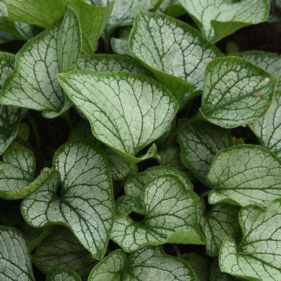 PP # 35,059 Brunnera macrophylla Frostbite from Swift Greenhouses