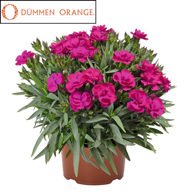 (Hybrid Pinks) PPAF Dianthus hybrida Pemán Violet from Swift Greenhouses