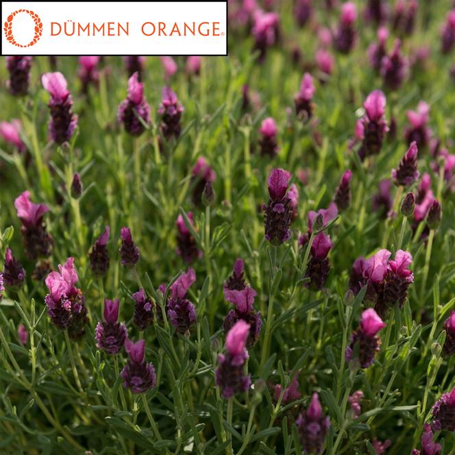 (Spanish Lavender) PPAF Lavandula stoechas LaDiva Papillon Deep Rose from Swift Greenhouses
