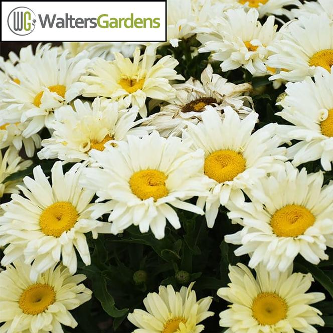 (Shasta Daisy) PPAF Leucanthemum superbum Seventh Heaven from Swift Greenhouses
