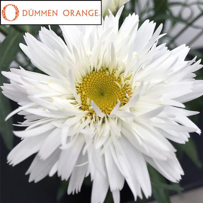 (Shasta Daisy) PPAF Leucanthemum maximum Sweet Daisy™ Rebecca from Swift Greenhouses