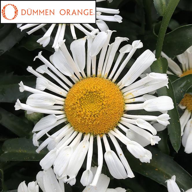 (Shasta Daisy) PPAF Leucanthemum maximum Sweet Daisy™ Sofie from Swift Greenhouses