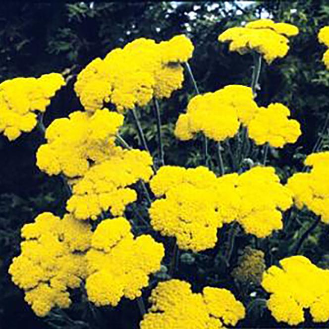 (Yarrow) Achillea filipendulina Gold Coin Dwarf from Swift Greenhouses