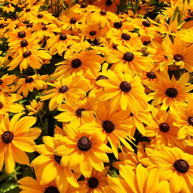 (Black Eyed Susan) Rudbeckia hirta Sunspot Gold from Swift Greenhouses