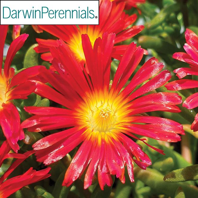 (Ice Plant) PP # 34,713 Delosperma Wheels of Wonder™ Hot Red Wonder from Swift Greenhouses