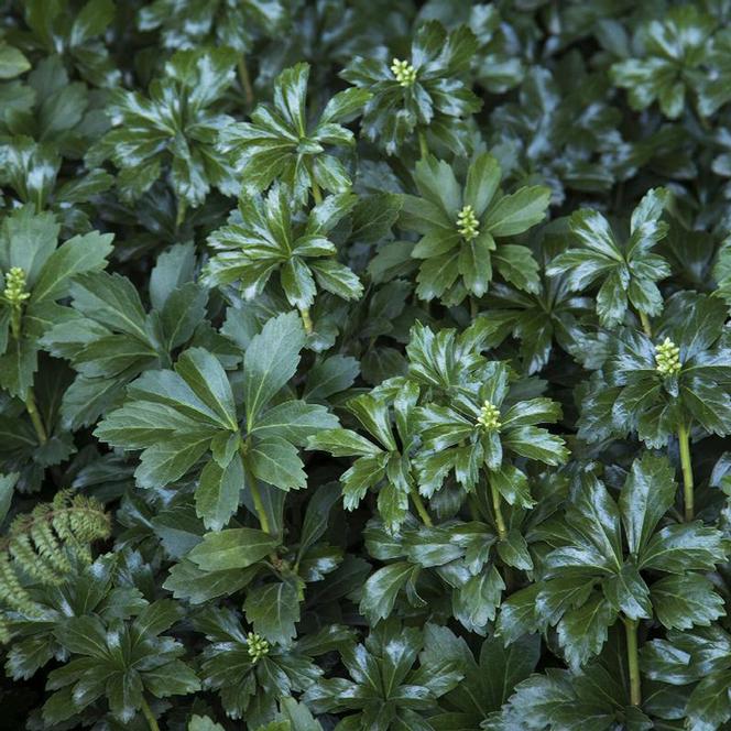 (Japanese Spurge) Pachysandra terminalis Green Sheen from Swift Greenhouses