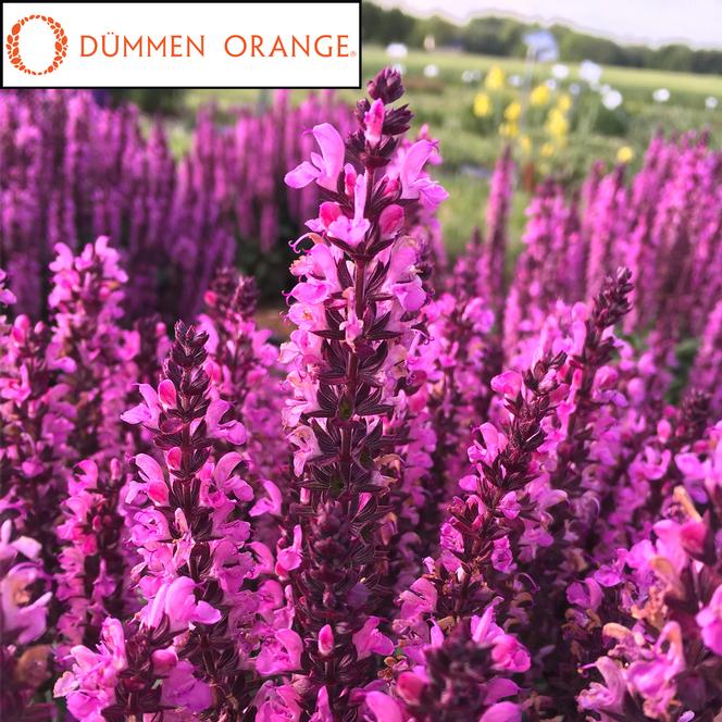 (Meadow Sage) PPAF Salvia nemorosa Midnight Rose from Swift Greenhouses