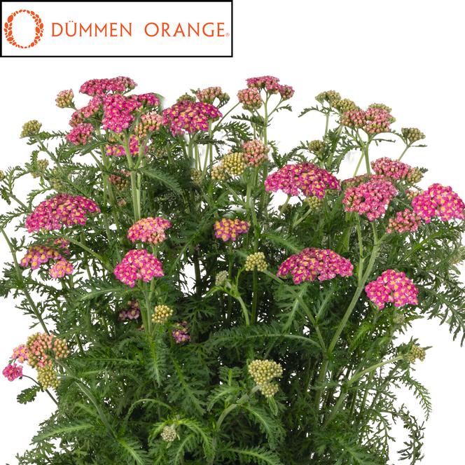 (Yarrow) PPAF Achillea millefolium Skysail Bright Pink from Swift Greenhouses