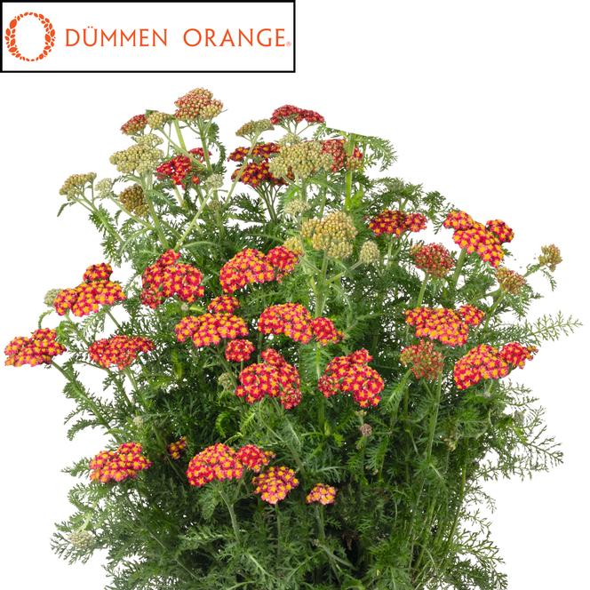 (Yarrow) PPAF Achillea millefolium Skysail Fire from Swift Greenhouses