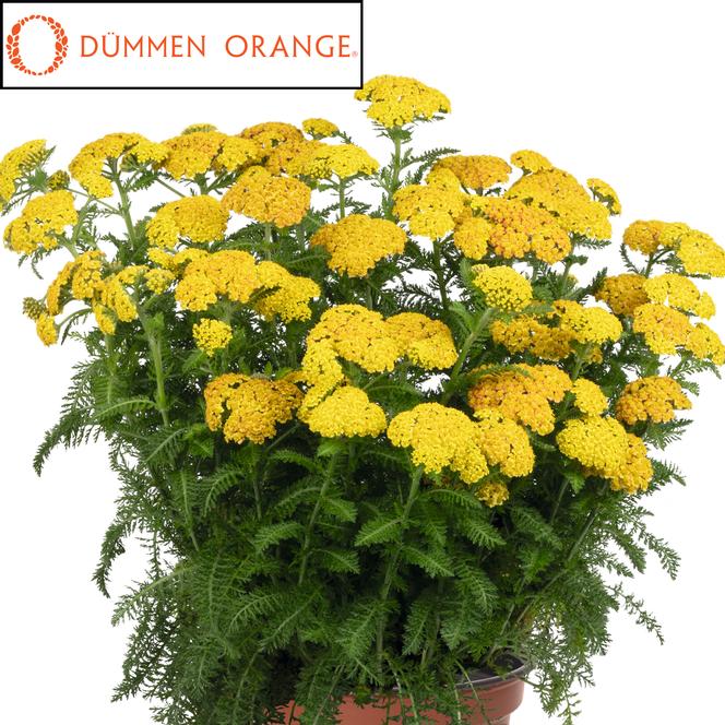(Yarrow) PPAF Achillea millefolium Skysail Yellow from Swift Greenhouses