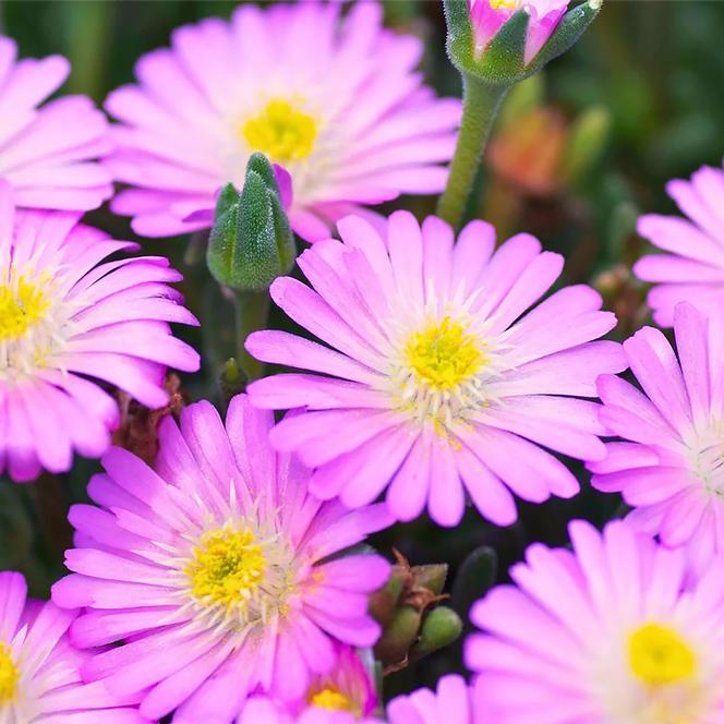 (Ice Plant) PP # 23,452 Delosperma Jewel of Desert™ Rosequartz from Swift Greenhouses