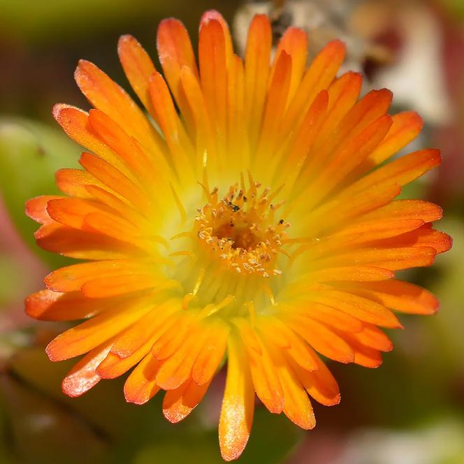(Ice Plant) PP # 25,600 Delosperma Wheels of Wonder™ Orange Wonder from Swift Greenhouses