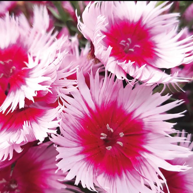(Hybrid Pinks) Dianthus interspecific Supra™ Cherry Picotee from Swift Greenhouses