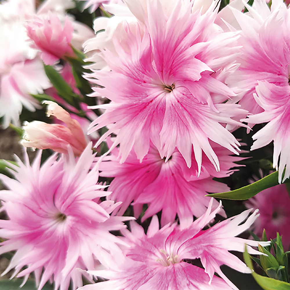 (Hybrid Pinks) Dianthus interspecific Supra™ Pink Picotee from Swift Greenhouses