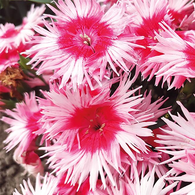 (Hybrid Pinks) Dianthus interspecific Supra™ Scarlet Picotee from Swift Greenhouses