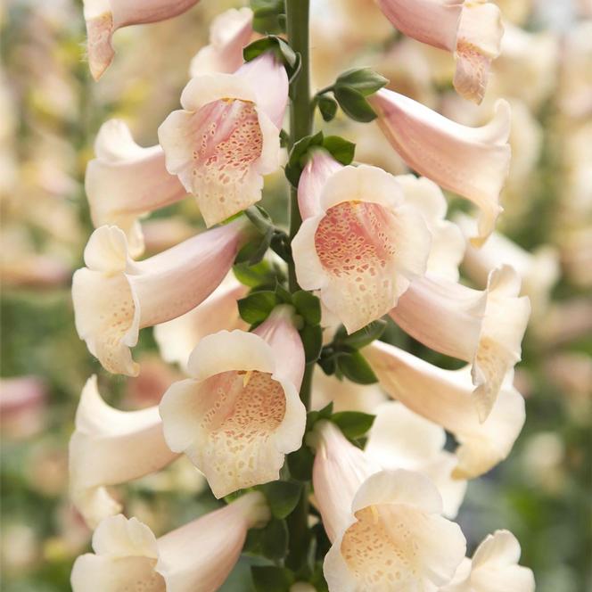 (Foxglove) Digitalis purpurea Dottie Peach from Swift Greenhouses