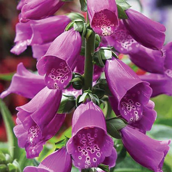 (Foxglove) Digitalis purpurea Dottie Purple from Swift Greenhouses