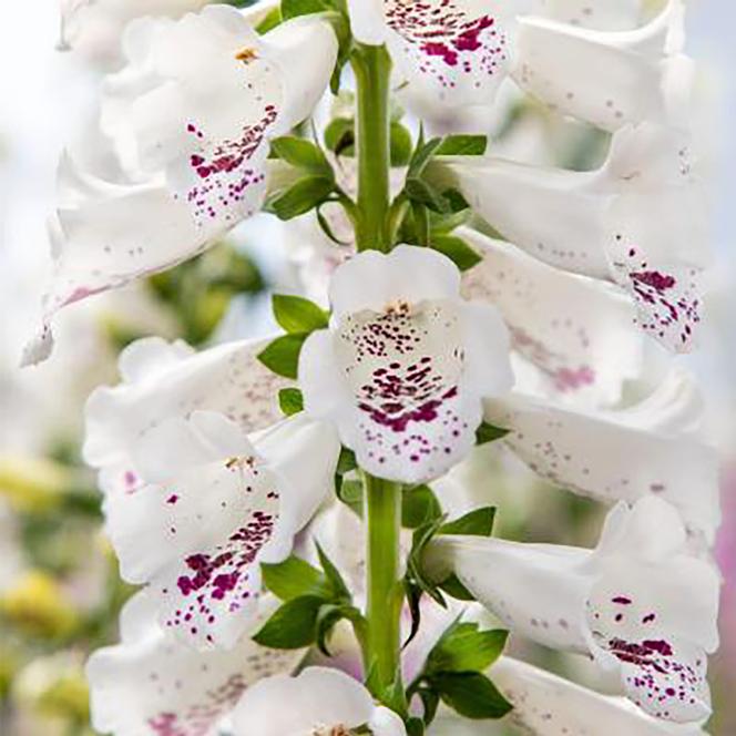 (Foxglove) Digitalis purpurea Dottie White from Swift Greenhouses