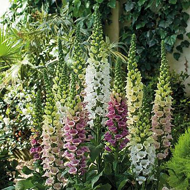 (Foxglove) Digitalis purpurea Candy Mountain Mix from Swift Greenhouses