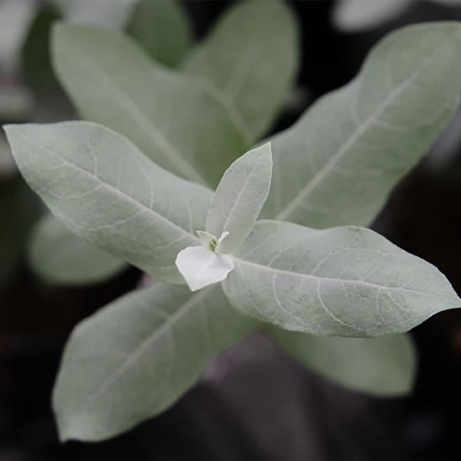  Eucalyptus globulus StyX from Swift Greenhouses