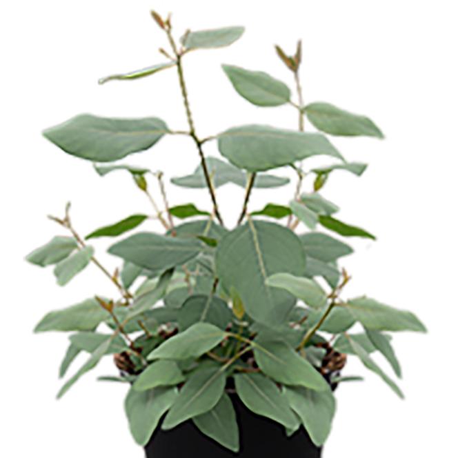  Eucalyptus populnea Murray from Swift Greenhouses