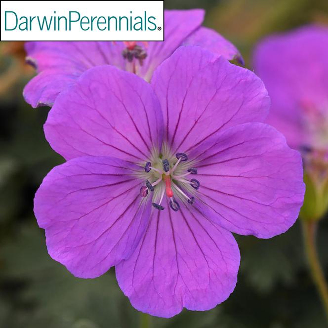 (Cranesbill) PPAF Geranium sanguineum Purple Glow from Swift Greenhouses
