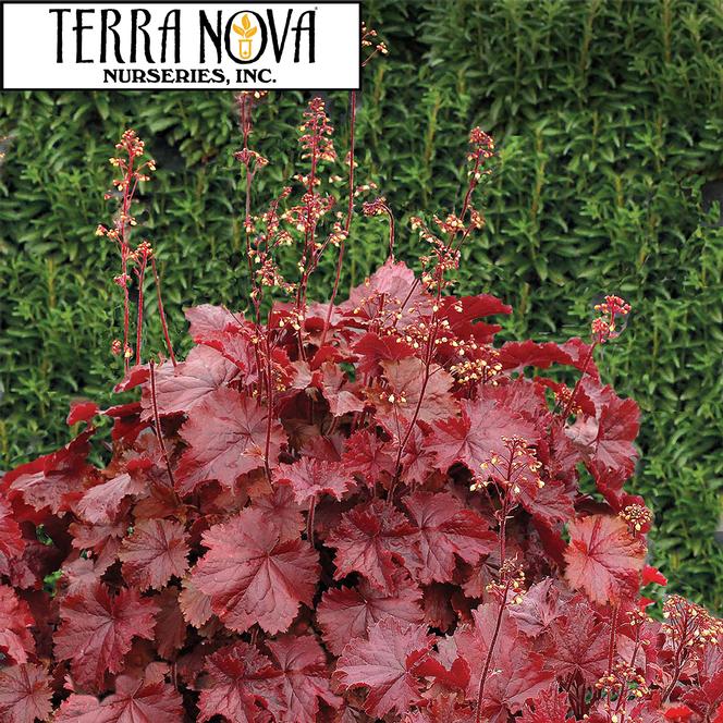 (Coral Bells) PP # 29,420 Heuchera hybrida NORTHERN EXPOSURE™ Red from Swift Greenhouses