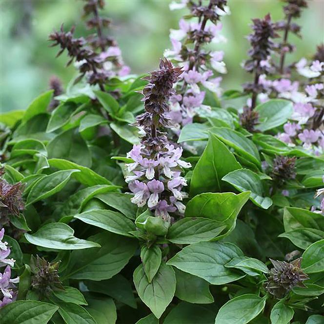 Ocimum basilicum Herb Annual - Basil Floral Spires Lavender from Swift Greenhouses