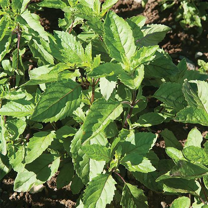 Ocimum tenuiflorum Herb Annual - Basil Holy (Kapoor tulsi) from Swift Greenhouses