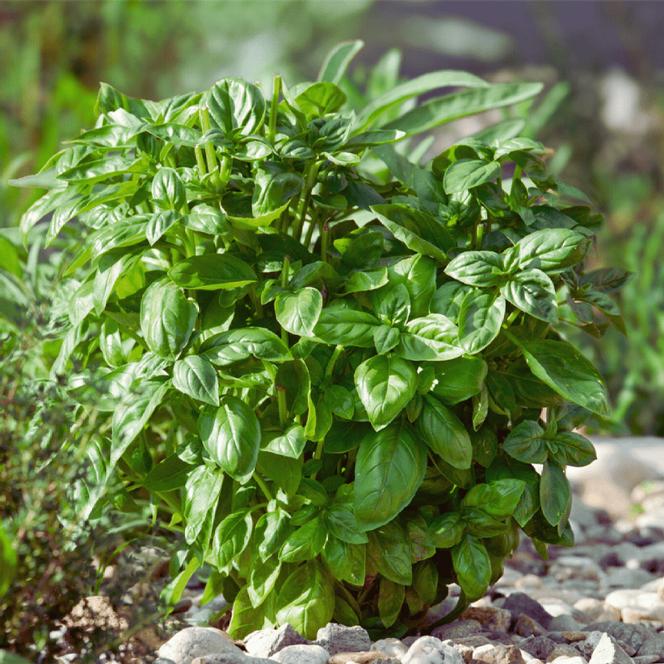 Ocimum basilicum Herb Annual - Basil Piedmont from Swift Greenhouses